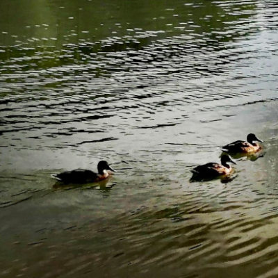 Edyta Cicharska - 7 - Jezioro